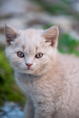 Britisch Kurzaar Kitten in der Farbe lilac