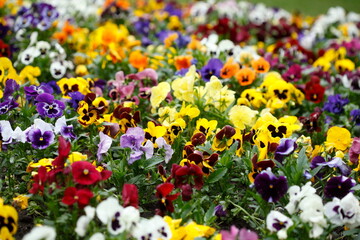 Stiefmütterchen Blumen, Blumenbeet, Deutschland, Europa