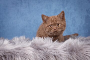 Britisch Kurzhaar Kitten Katze extrem niedlich und hübsch