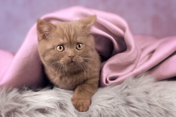 Britisch Kurzhaar Kitten Katze extrem niedlich und hübsch