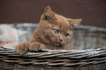 Britisch Kurzhaar Kitten schaut aus Korb