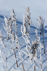 北海道冬の風景　富良野の樹氷
