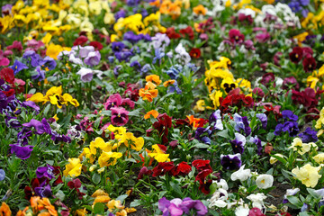 Stiefmütterchen Blumen, Blumenbeet, Deutschland, Europa
