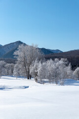 Obraz premium 北海道冬の風景 富良野の樹氷