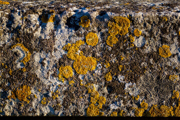 Ancient stone detail with yellowish moss.