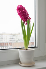The Pink hyacinth stands on the windowsill