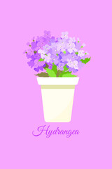 Vector illustration. A pot of hydrangea flowers in a pot on a pink background. The inscription on a postcard 