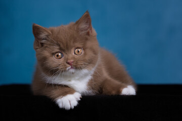 Britisch Kurzhaar Kitten Katze extrem niedlich und hübsch