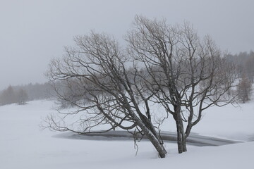 Fototapeta na wymiar Karger Baum im Winter 