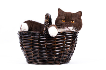 Britisch Kurzhaar Rassekatze Kater Kitten edel und imposant + verträumt