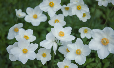 White anemone flowers on a glade
