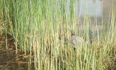 Trachemys turtle in the thickets of grass on the pond