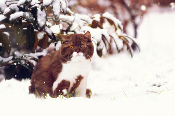 Edel und imposant, cinnamon-white Kater im Winter bei Schnee