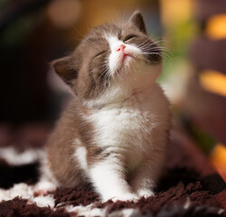 Britisch Kurzhaar Rassekatze Kater Kitten edel und imposant + verträumt