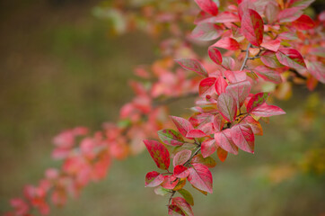Red and yellow leaves. Autumn background