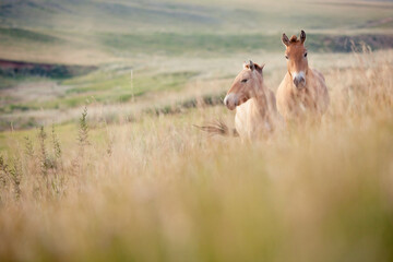 Przewalski's horses