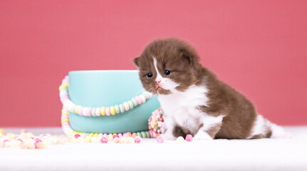 Britisch Kurzhaar Rassekatze Kater Kitten edel und imposant + verträumt