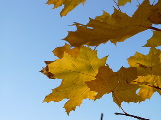 autumn maple leaves