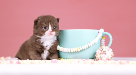 Britisch Kurzhaar Rassekatze Kater Kitten edel und imposant + verträumt