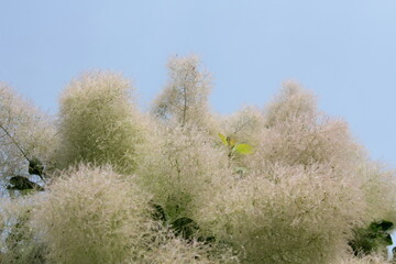 スモークツリー（拡大）