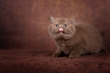 Britisch Kurzhaar Rassekatze Kater Kitten edel und imposant + verträumt
