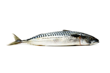 Atlantic mackerel fish isolated on white