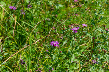 flowers in the grass