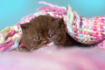 Fototapeta na wymiar Britisch Kurzhaar Rassekatze Kater Kitten edel und imposant + verträumt
