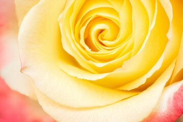 Close-up yellow rose. Nature background. Soft focus