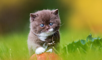 Britisch Kurzhaar Rassekatze Kater Kitten edel und imposant + verträumt