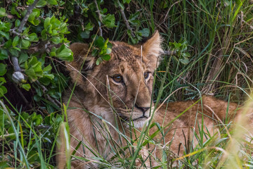 Obraz premium cute lion cub looking out of grass