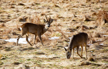 fallow deer at field in spring