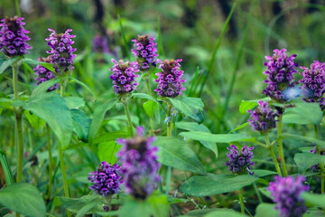 Morning field background with wild flowers. Wild flowers in a meadow nature.