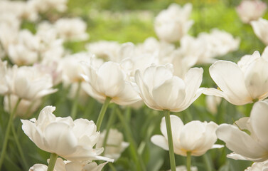 White tulips in the morning garden
