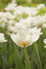 Obraz na płótnie Canvas White tulips in the morning garden