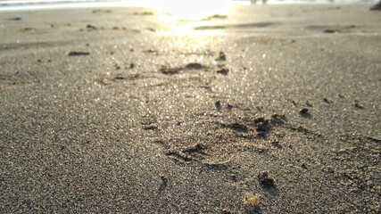 Sand beach with footprints and small creature