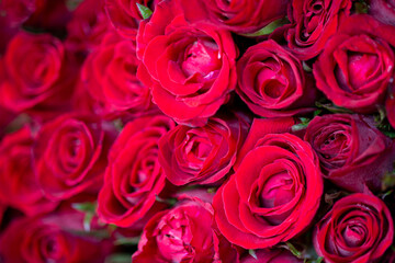 selective focus several red roses put together in a bundle, perfect for a Valentine's Day