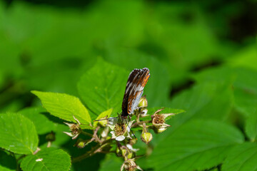 butterfly on a leaf