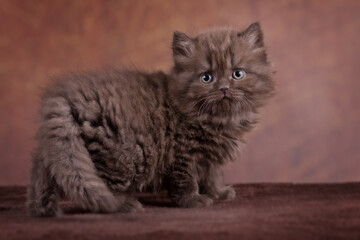 Britisch Langhaar Kitten Portrait, niedlich Katze
