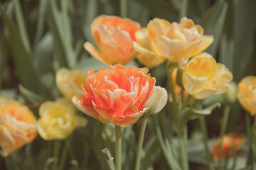 Peachy peony tulips in the garden