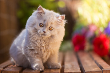 Britisch Langhaar Kitten Portrait, niedlich Katze