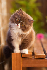 Britisch Langhaar Kitten Portrait, niedlich Katze