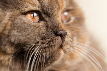 Britisch Langhaar Kitten Portrait, niedlich Katze