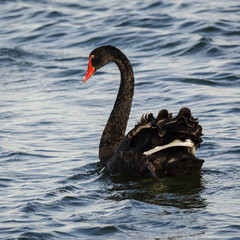Obraz premium BLACK SWAN - Wild bird swims in the sea