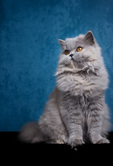 Britisch Langhaar Kitten Portrait, niedlich Katze