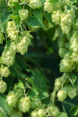 detail of hop cones on a blurred natural background