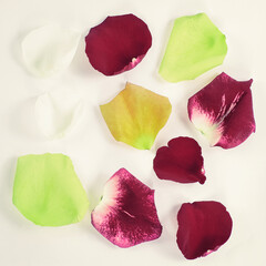 red and yellow rose petals on white background