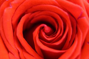 red rose flower in full bloom zoomed in. petals of rose close up