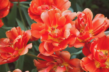 Red vibrant tulips in the garden