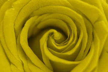 Obraz na płótnie Canvas yellow rose flower in full bloom zoomed in. petals of rose close up. toned in illuminating, trend color of the year 2021